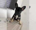 Small Photo #8 French Bulldog Puppy For Sale in HOMESTEAD, FL, USA