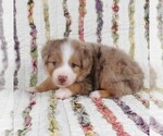 Small Photo #34 Miniature Australian Shepherd Puppy For Sale in HARRISON, OH, USA