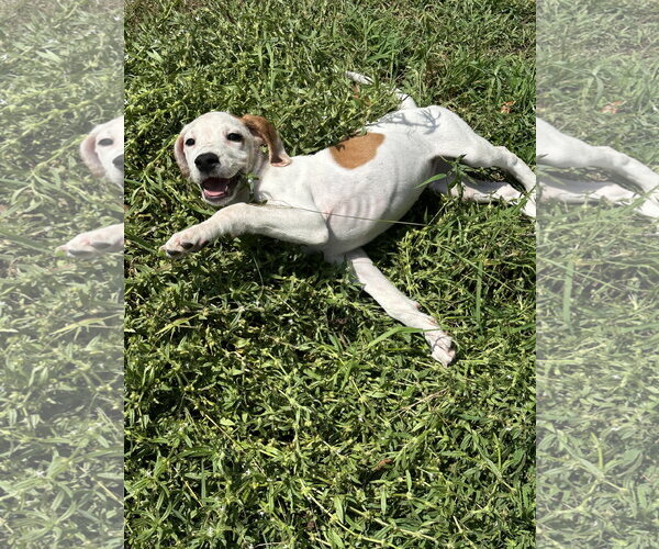Medium Photo #1 Beagle-Unknown Mix Puppy For Sale in Blairsville, GA, USA