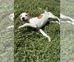 Small Beagle Mix