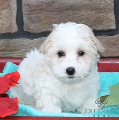 Coton de Tulear Puppy for sale in GAP, PA, USA