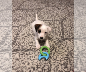 Jack Russell Terrier Puppy for sale in CHARLOTTE, NC, USA