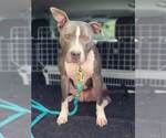 Small #21 American Pit Bull Terrier-American Staffordshire Terrier Mix