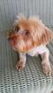 Small Photo #1 Shorkie Tzu Puppy For Sale in FARMINGTON, MO, USA