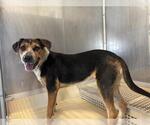 Small American Foxhound Mix