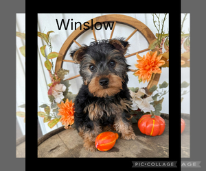 Yorkshire Terrier Puppy for sale in BENNINGTON, IN, USA