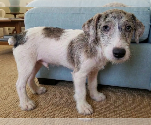 Medium Photo #2 Jack Russell Terrier Puppy For Sale in Grovertown, IN, USA