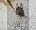Small #3 German Shepherd Dog
