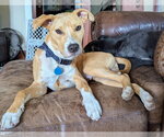 Small #4 American Pit Bull Terrier-Catahoula Leopard Dog Mix