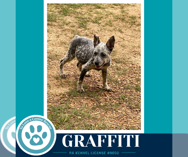 Medium Photo #4 Mutt Puppy For Sale in Kimberton, PA, USA