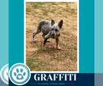 Small #3 Mutt