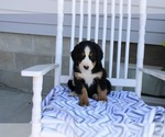 Small Photo #1 Bernese Mountain Dog Puppy For Sale in NAPPANEE, IN, USA