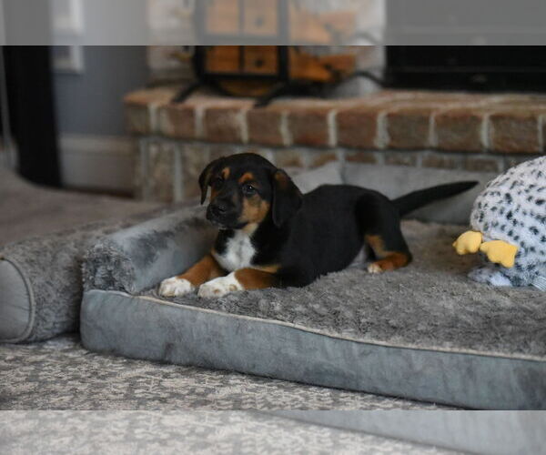 Medium Photo #1 Beagle-Border Collie Mix Puppy For Sale in Mechanicsburg, PA, USA