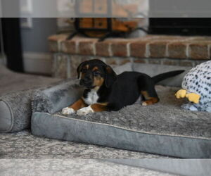 Beagle-Border Collie Mix Dogs for adoption in Mechanicsburg, PA, USA