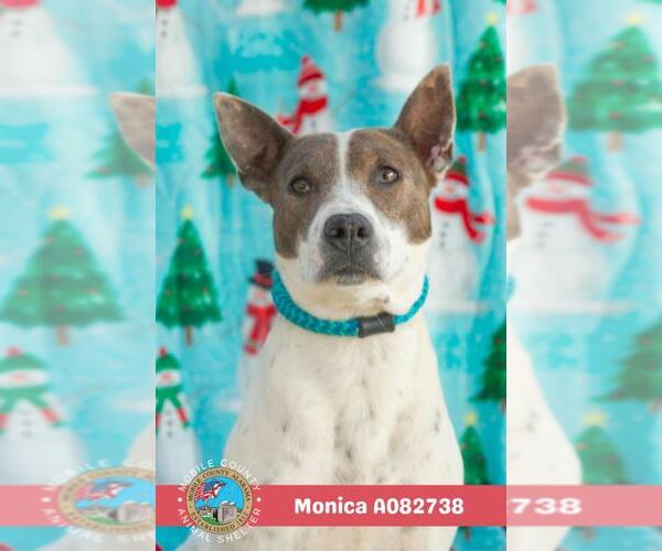 Medium Photo #2 Bull Terrier-Unknown Mix Puppy For Sale in Mobile, AL, USA