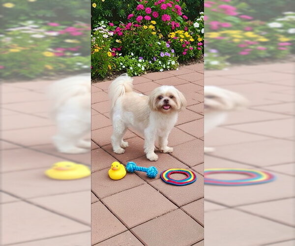 Medium Photo #3 Shih Tzu Puppy For Sale in Weston, FL, USA