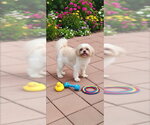 Small #2 Shih Tzu