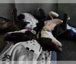 Small #8 American Pit Bull Terrier Mix
