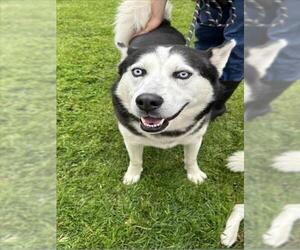 Siberian Husky Dogs for adoption in Upland, CA, USA