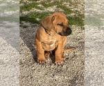 Small Photo #20 Rhodesian Ridgeback Puppy For Sale in MORONGO VALLEY, CA, USA
