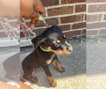Small Photo #6 Rottweiler Puppy For Sale in DETROIT, MI, USA