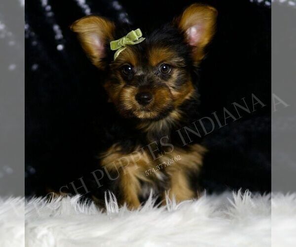 Medium Photo #3 Yorkshire Terrier Puppy For Sale in WARSAW, IN, USA