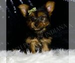 Small #2 Yorkshire Terrier