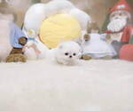 Small Photo #2 Maltese Puppy For Sale in Seoul, Seoul, Korea, South