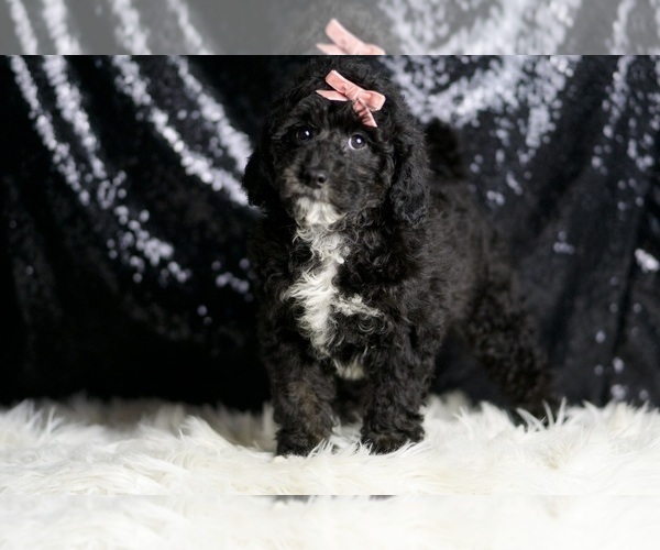 Medium Photo #5 Goldendoodle (Miniature) Puppy For Sale in WARSAW, IN, USA