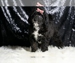 Small #4 Goldendoodle (Miniature)