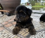 Small Photo #7 Morkie Puppy For Sale in HOLLYWOOD, FL, USA