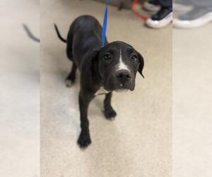 Mutt Dogs for adoption in Riverside, CA, USA