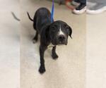 Small Mutt