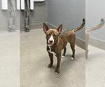 Small Mutt