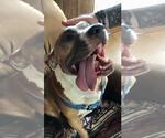 Small #3 Bullypit