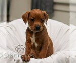 Small #2 French Bulldog-Goldendoodle Mix