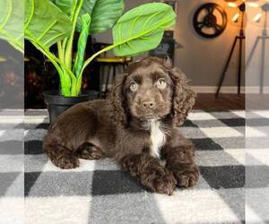 Cock-A-Poo Puppy for sale in FRANKLIN, IN, USA