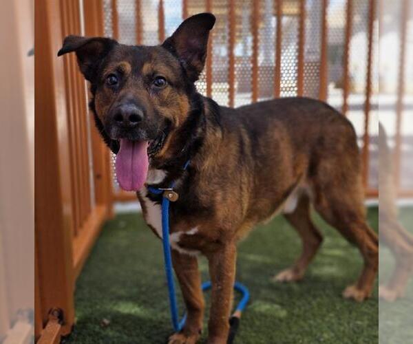 Medium Photo #2 German Shepherd Dog-Unknown Mix Puppy For Sale in Las Vegas, NV, USA