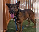 Small #1 German Shepherd Dog Mix