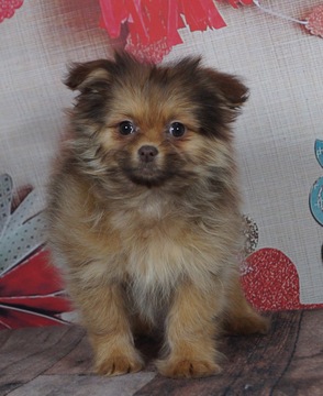 Medium Photo #4 Zuchon Puppy For Sale in WARSAW, IN, USA