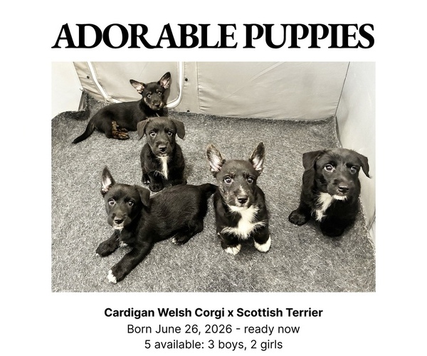 Medium Photo #1 Cardigan Welsh Corgi-Scottish Terrier Mix Puppy For Sale in WILDOMAR, CA, USA