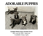 Small Cardigan Welsh Corgi-Scottish Terrier Mix