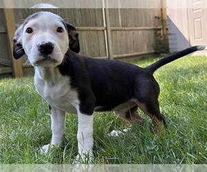 Medium Labrador Retriever Mix