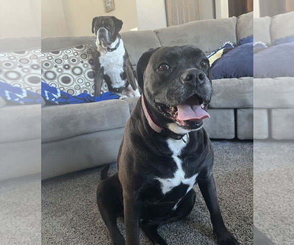 Medium Photo #3 Boxador Puppy For Sale in Woodbury, MN, USA