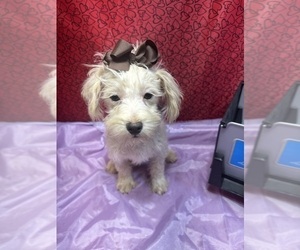 Maltipoo Puppy for Sale in LANCASTER, Missouri USA