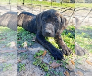 Rottweiler Puppy for sale in ZEPHYRHILLS, FL, USA