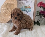 Small #3 Poodle (Miniature)