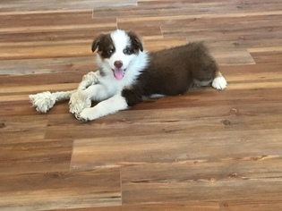 Australian Shepherd Puppy for sale in STILLWATER, OK, USA