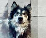 Small #1 Siberian Husky