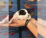 Small #3 Pembroke Welsh Corgi-Poodle (Miniature) Mix